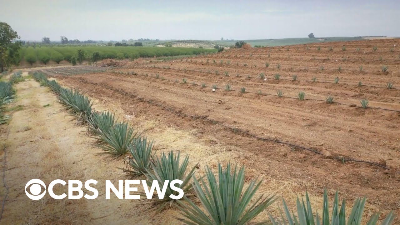 Still frame from &ldquo;Why more California farmers are growing agave&rdquo;