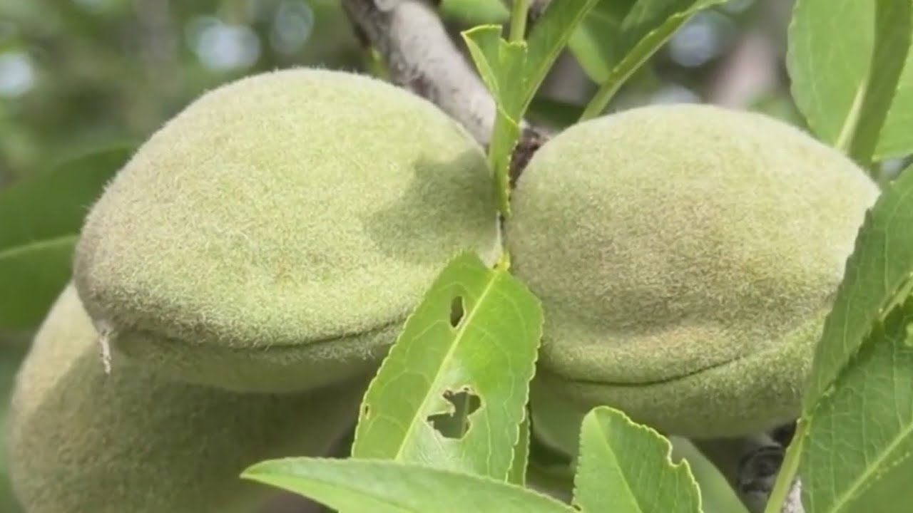 Still frame from &ldquo;California almond growers facing challenges, still betting on long-term opportunity&rdquo;
